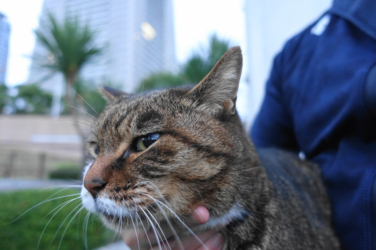 f:id:shigeo-t:20211119120643j:plain