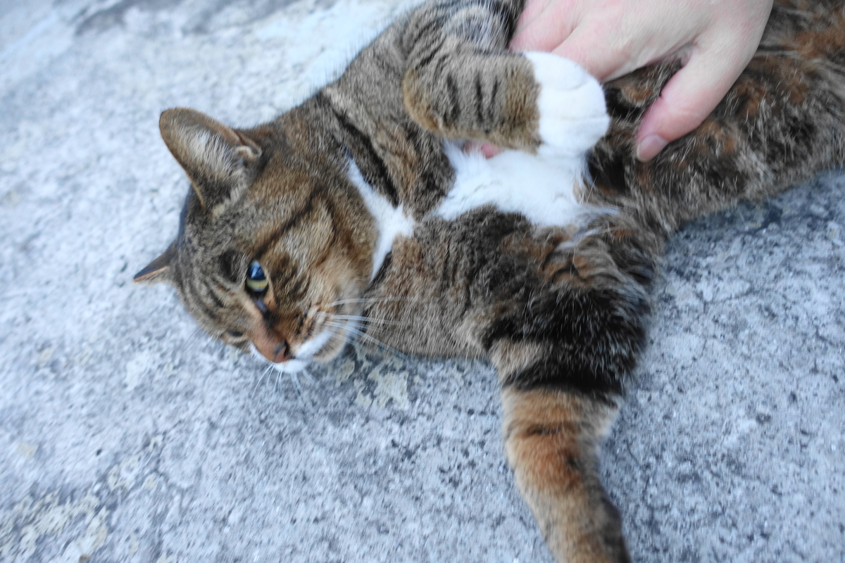 f:id:shigeo-t:20211119120700j:plain