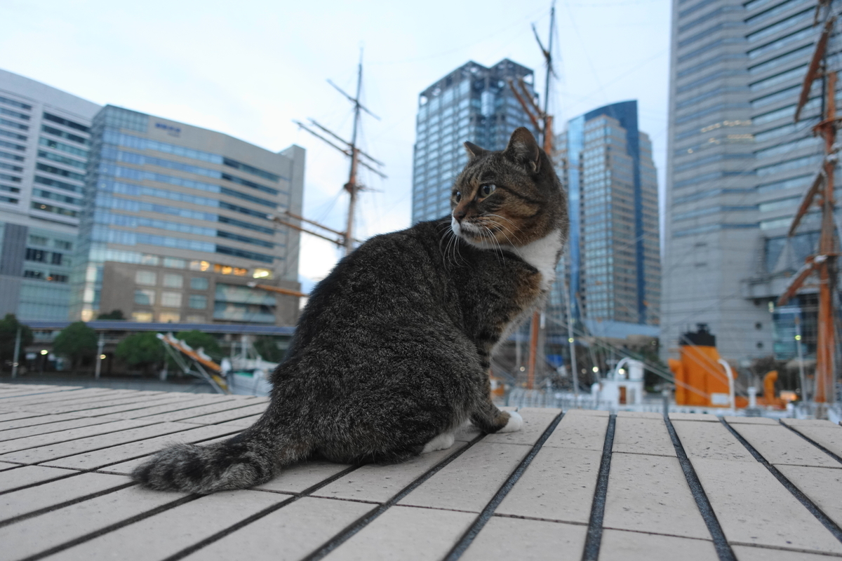 f:id:shigeo-t:20211119120739j:plain