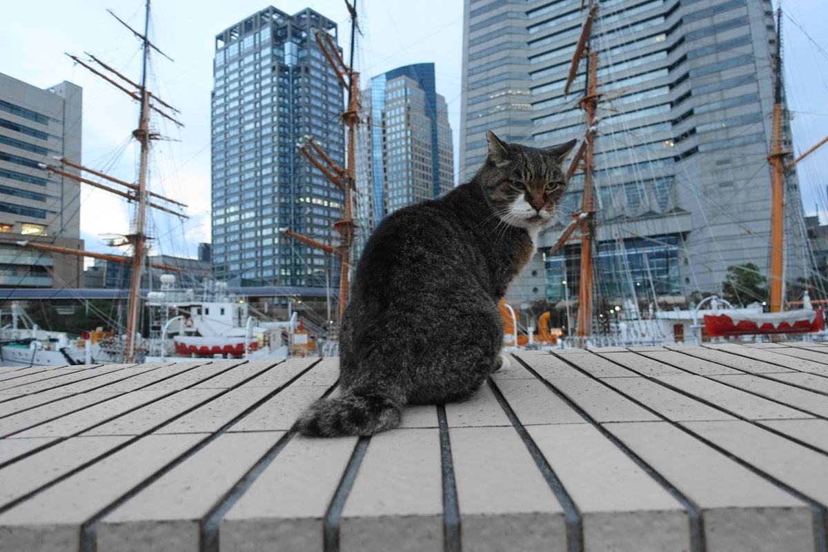 f:id:shigeo-t:20211119120759j:plain