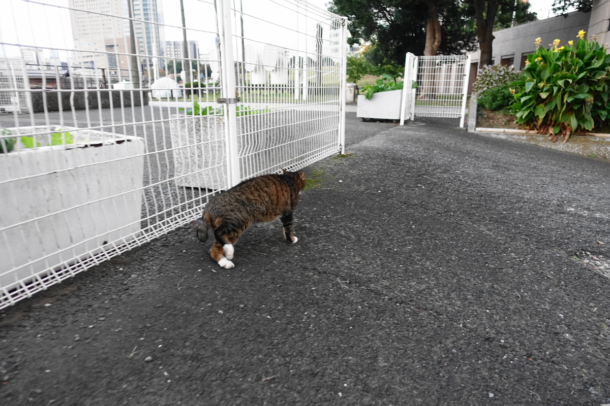 f:id:shigeo-t:20211119121336j:plain