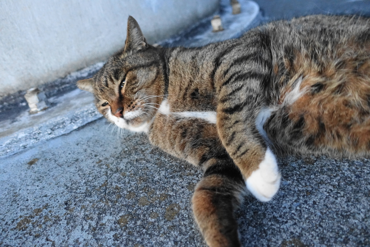 f:id:shigeo-t:20211119121753j:plain