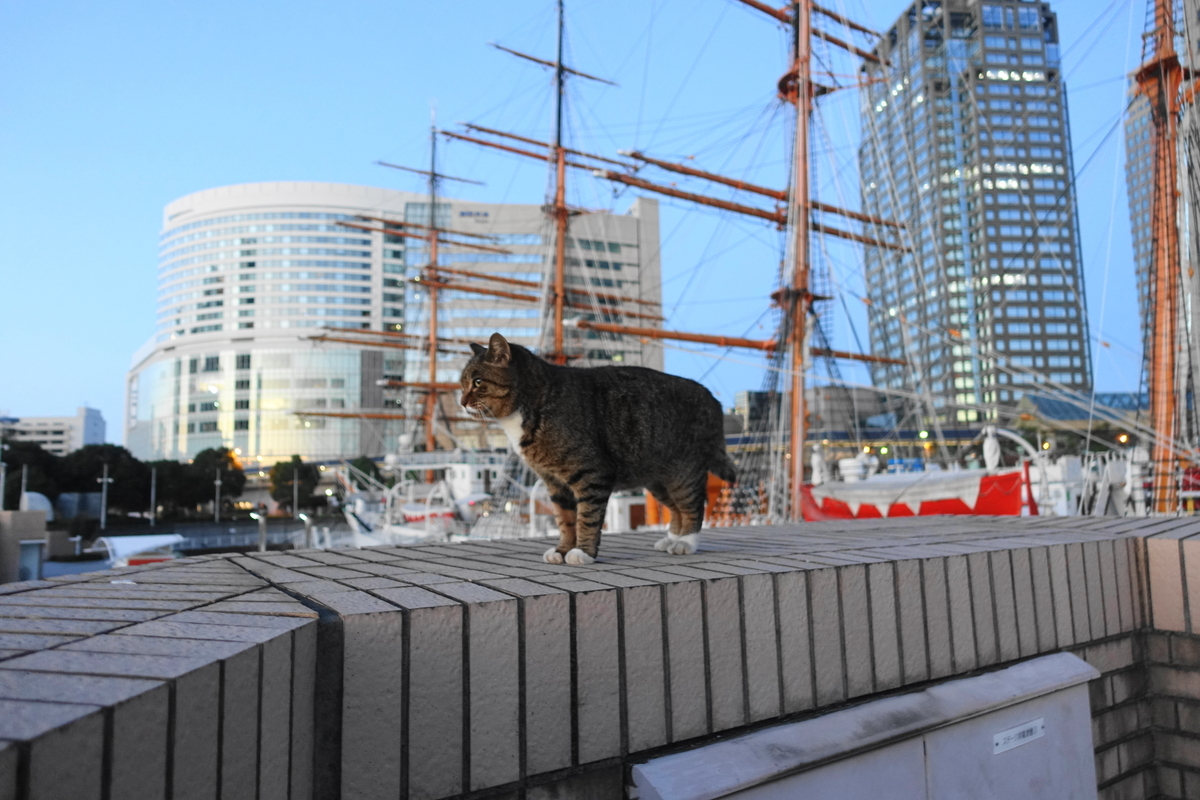 f:id:shigeo-t:20211119121832j:plain