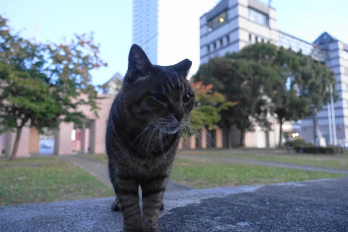 f:id:shigeo-t:20211119122041j:plain