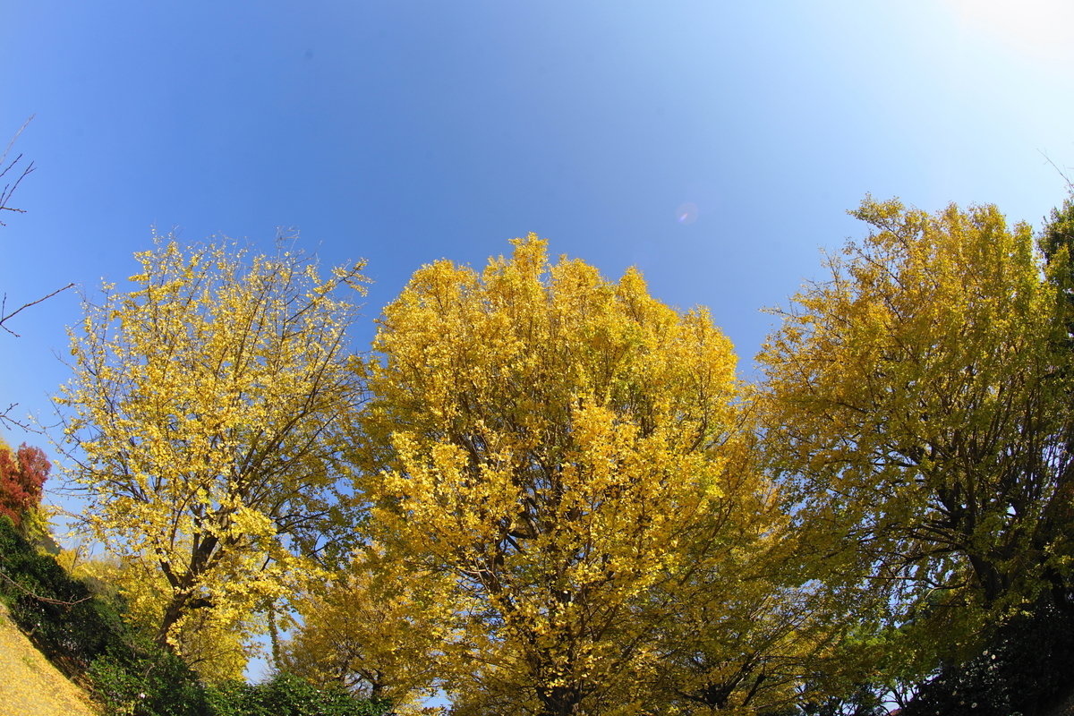 f:id:shigeo-t:20211120132016j:plain