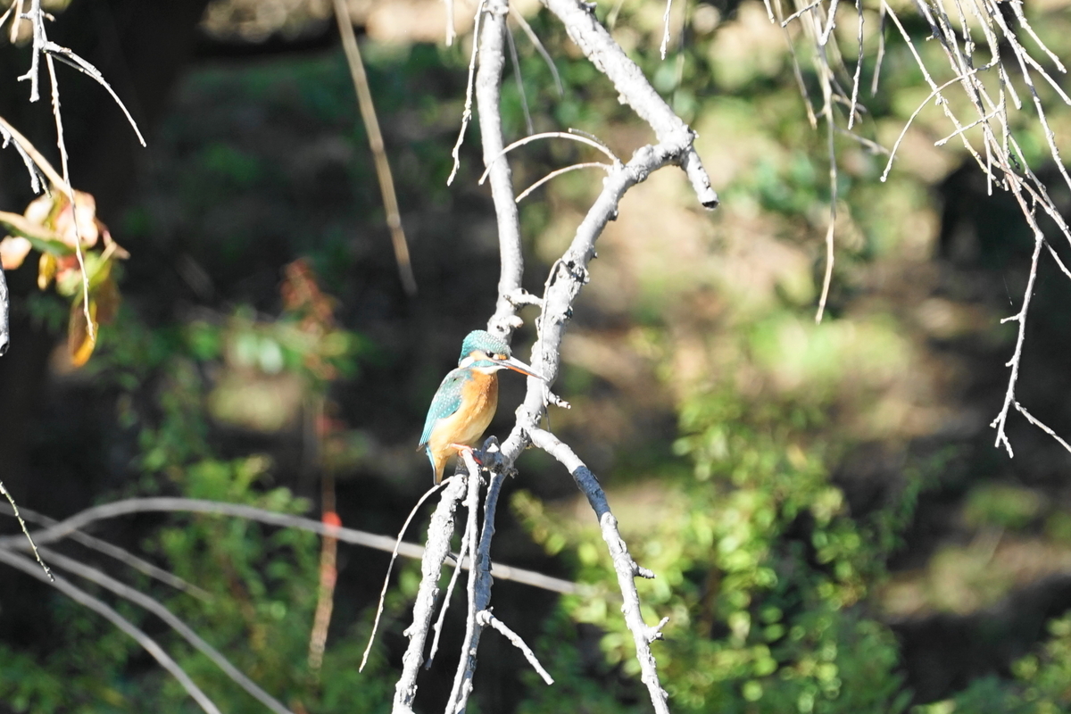 f:id:shigeo-t:20211127165018j:plain