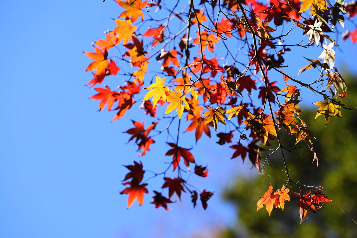 f:id:shigeo-t:20211127165351j:plain