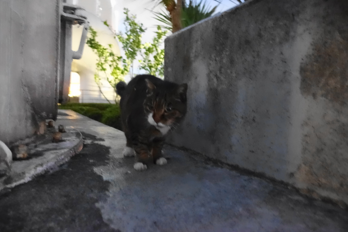 f:id:shigeo-t:20211201092645j:plain