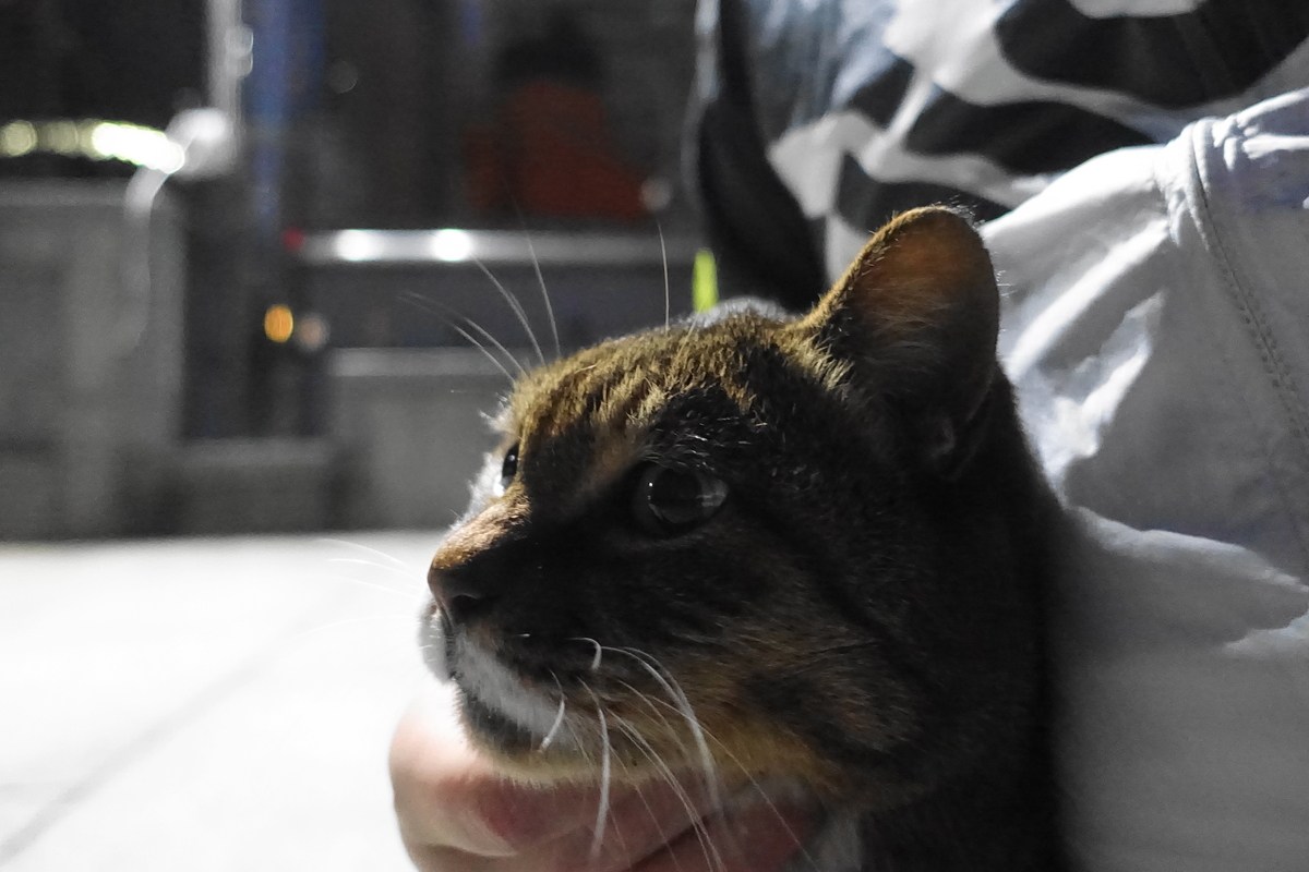 f:id:shigeo-t:20211201092711j:plain