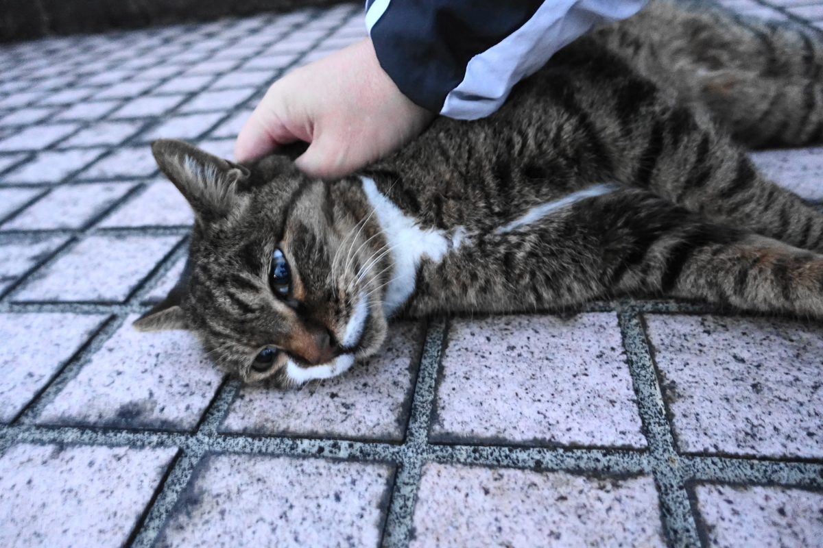 f:id:shigeo-t:20211201093659j:plain