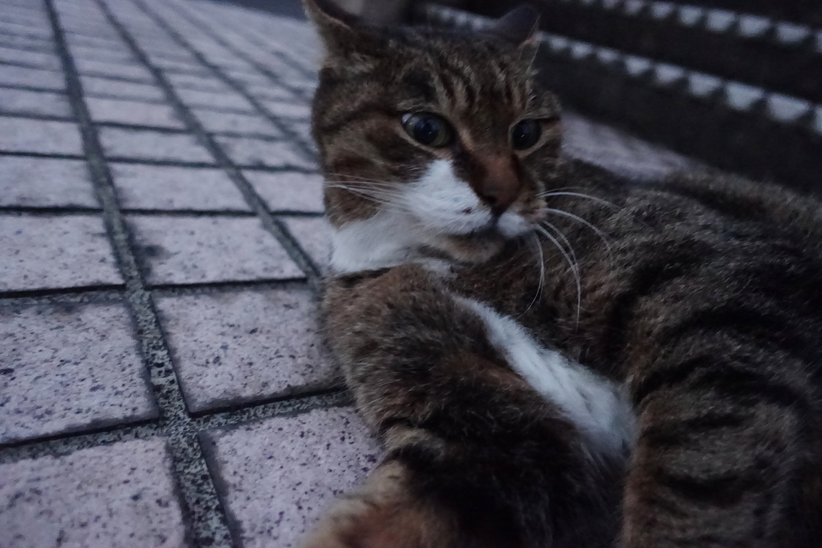 f:id:shigeo-t:20211201093718j:plain