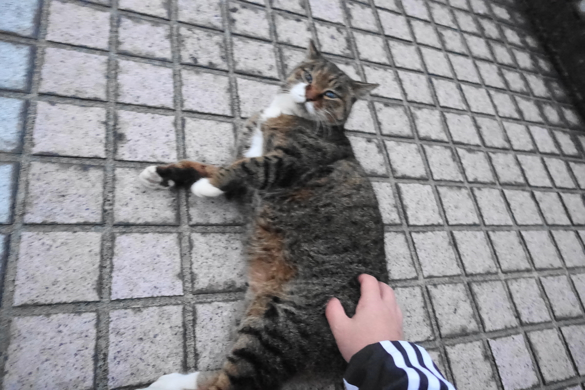 f:id:shigeo-t:20211201093735j:plain