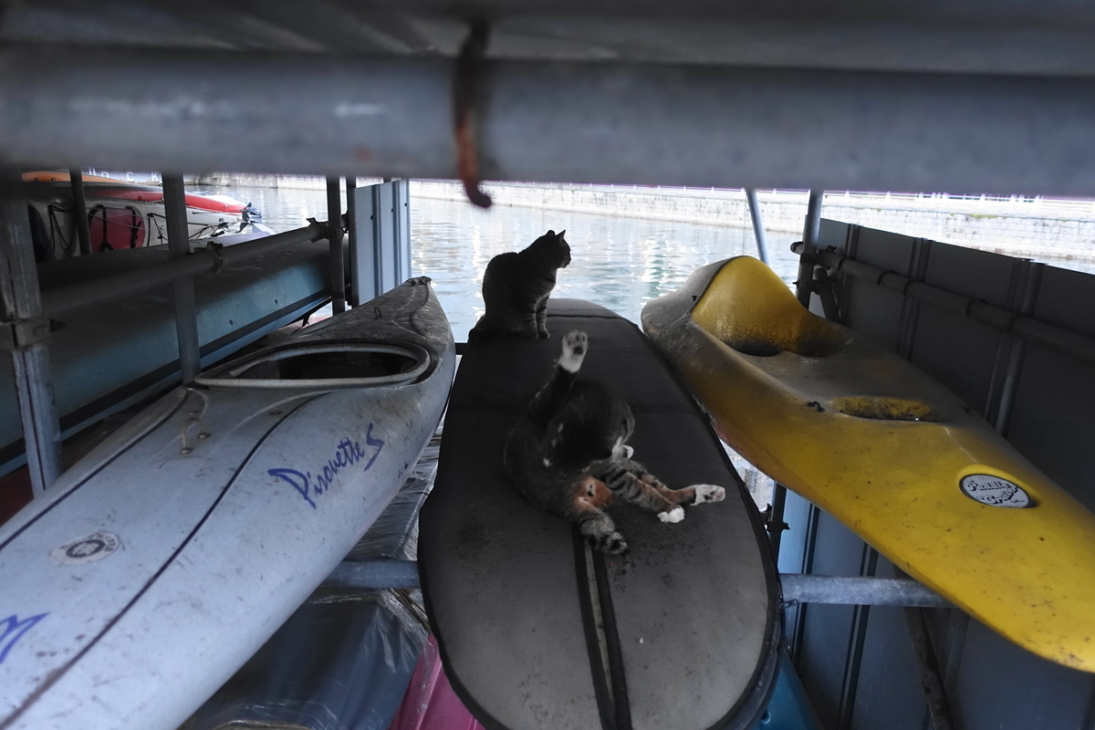 f:id:shigeo-t:20211201094214j:plain