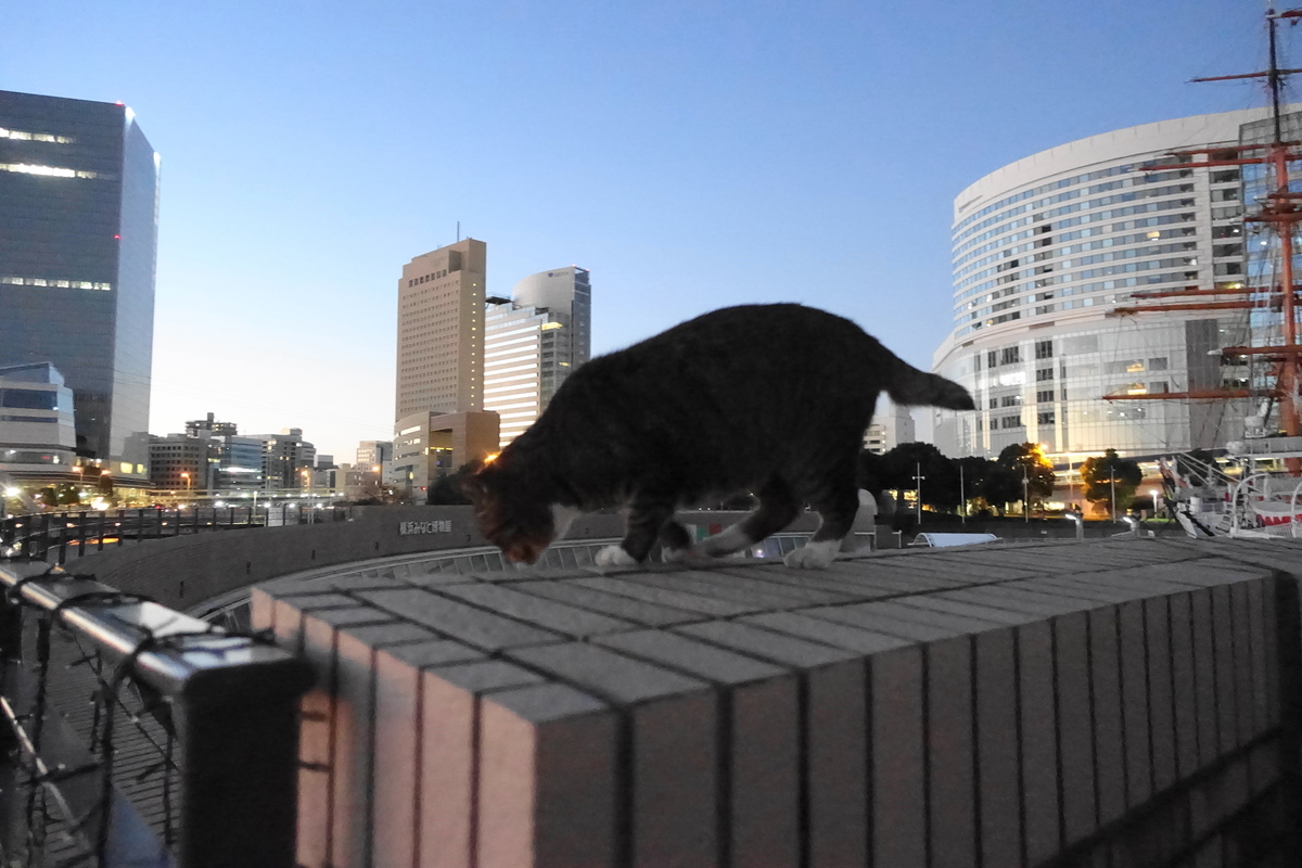 f:id:shigeo-t:20211201095224j:plain