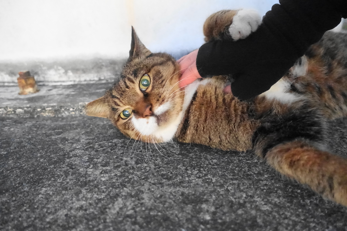 f:id:shigeo-t:20211201100508j:plain