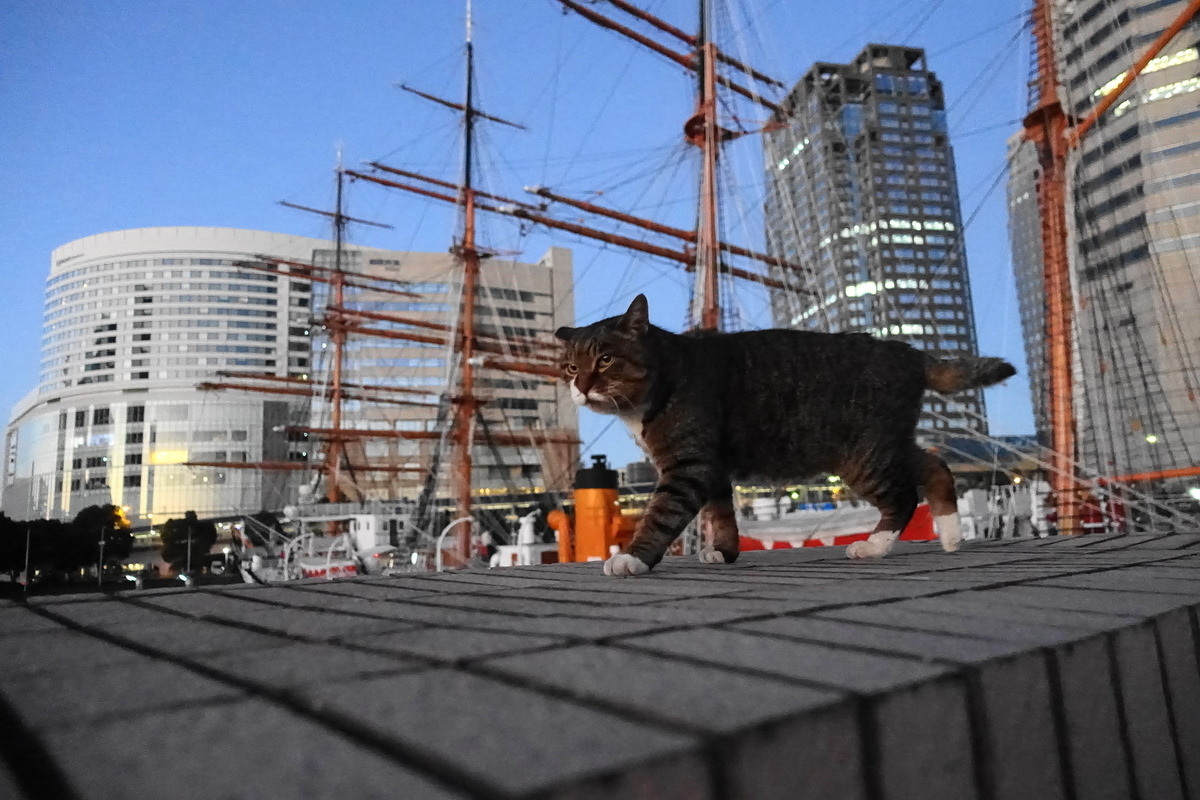 f:id:shigeo-t:20211201100602j:plain