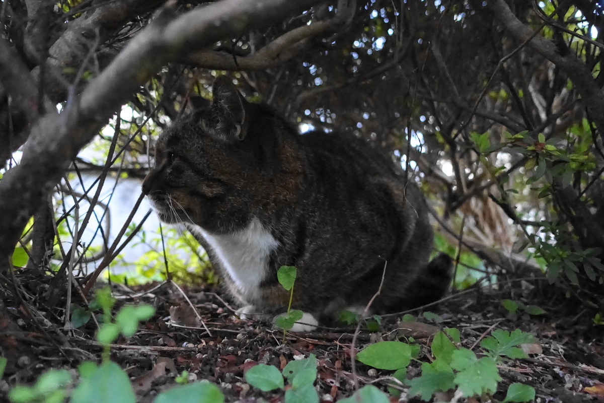 f:id:shigeo-t:20211201101132j:plain