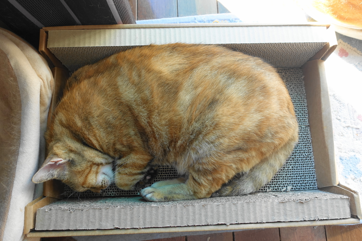 f:id:shigeo-t:20211221114244j:plain