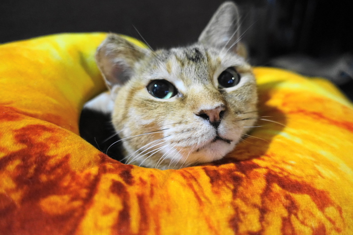 f:id:shigeo-t:20211221114512j:plain