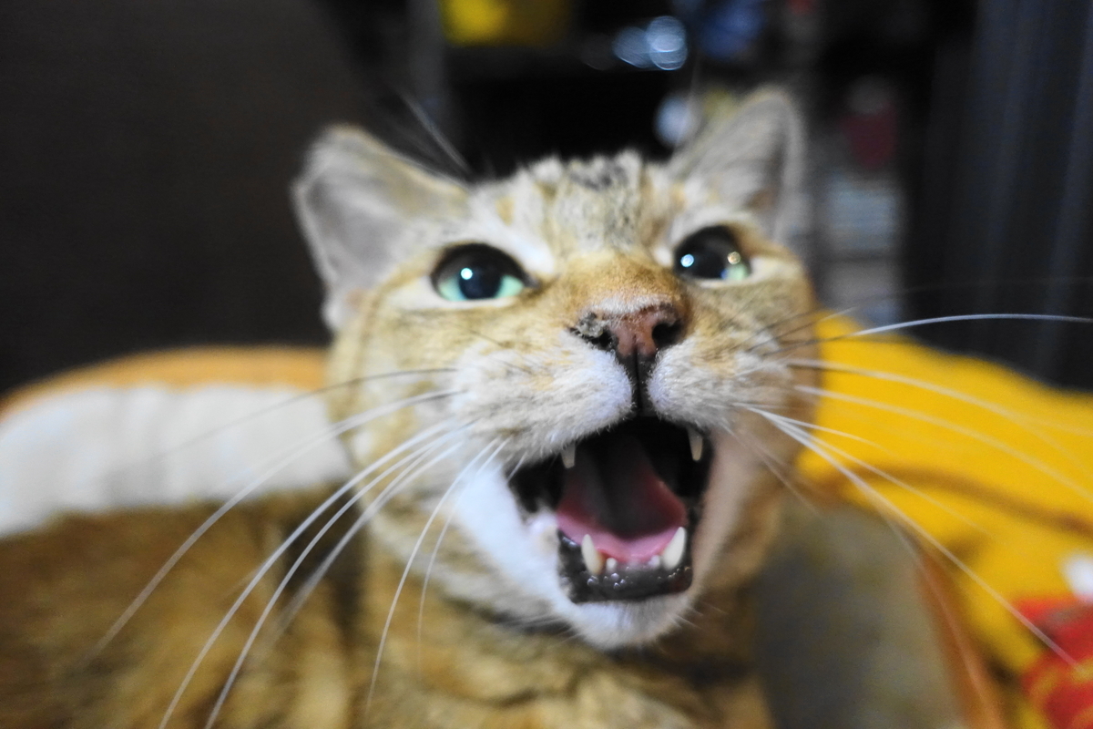 f:id:shigeo-t:20211221114634j:plain