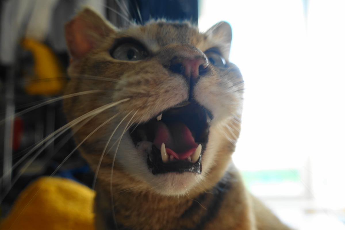 f:id:shigeo-t:20211221114712j:plain