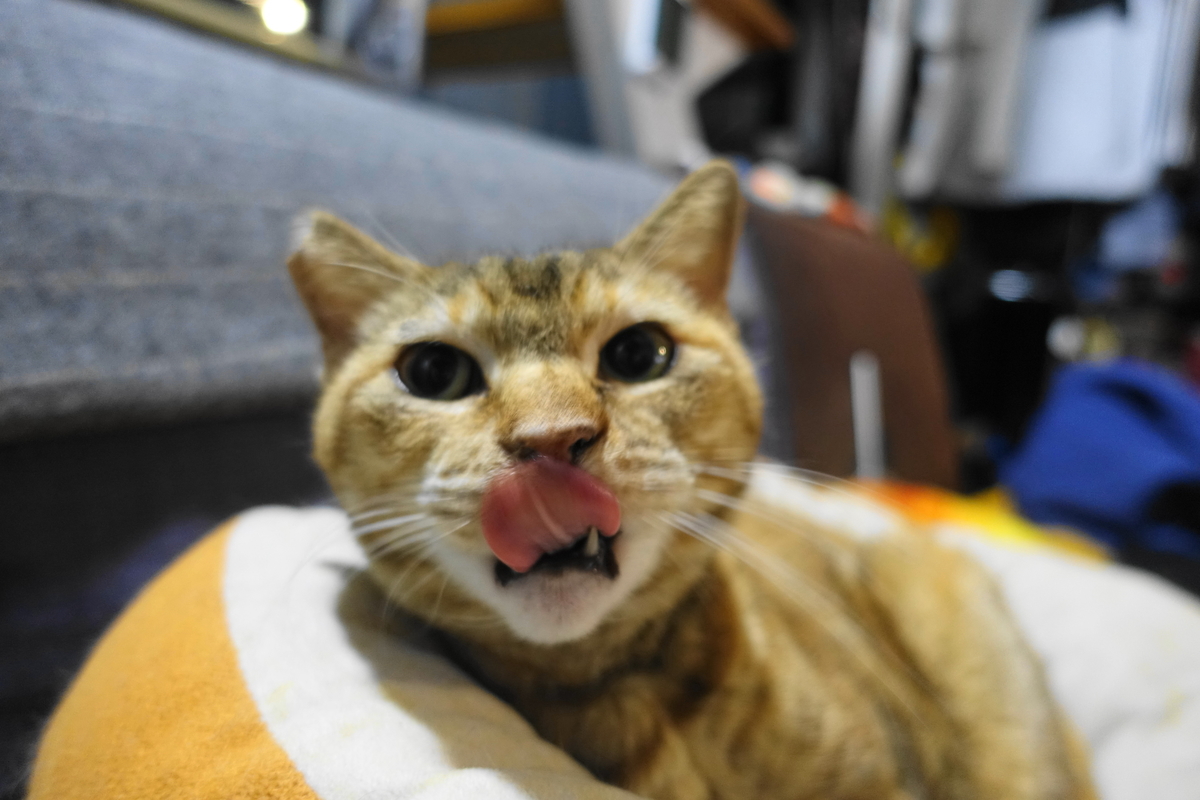 f:id:shigeo-t:20211221114824j:plain