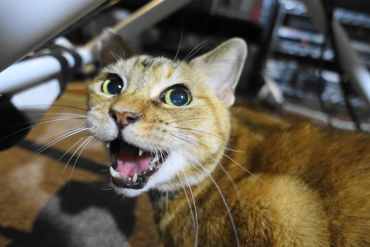 f:id:shigeo-t:20211221115010j:plain