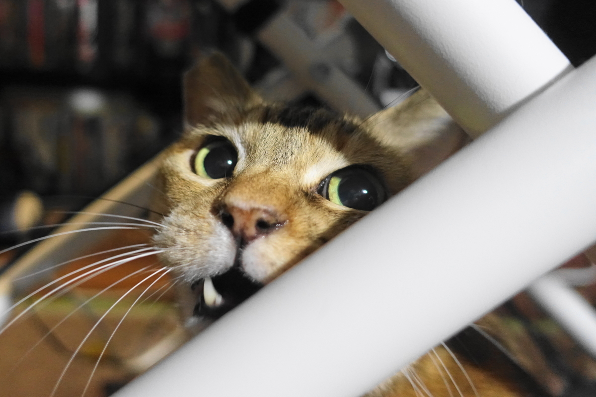 f:id:shigeo-t:20211221115047j:plain