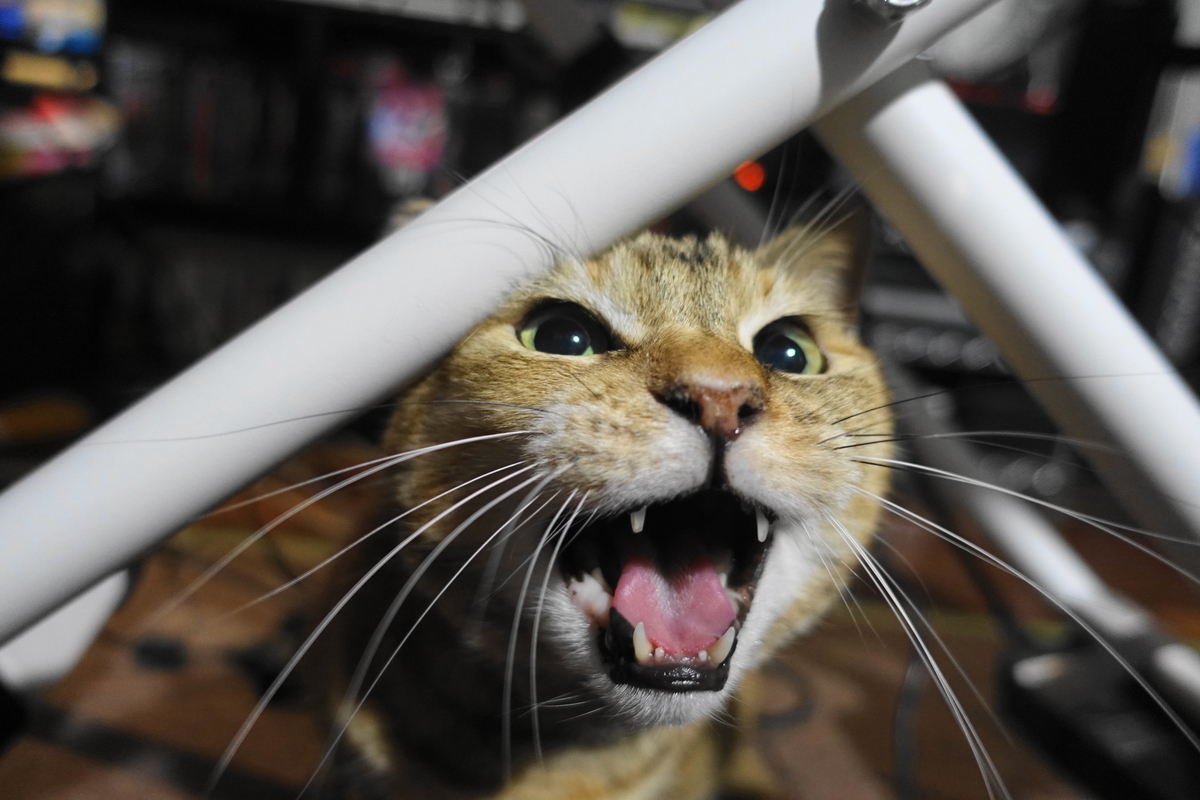 f:id:shigeo-t:20211221115234j:plain