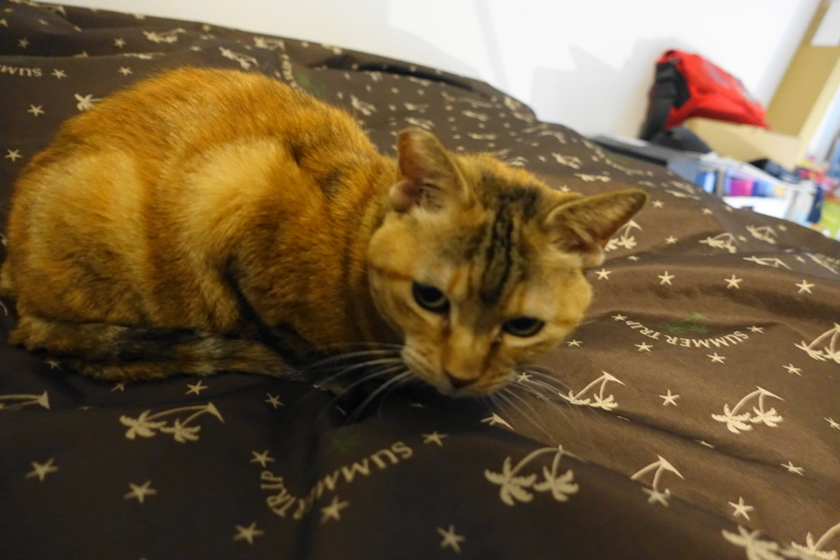 f:id:shigeo-t:20211223094319j:plain