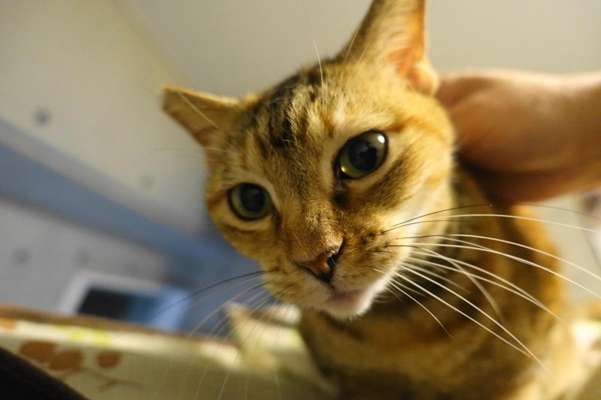 f:id:shigeo-t:20211223094407j:plain