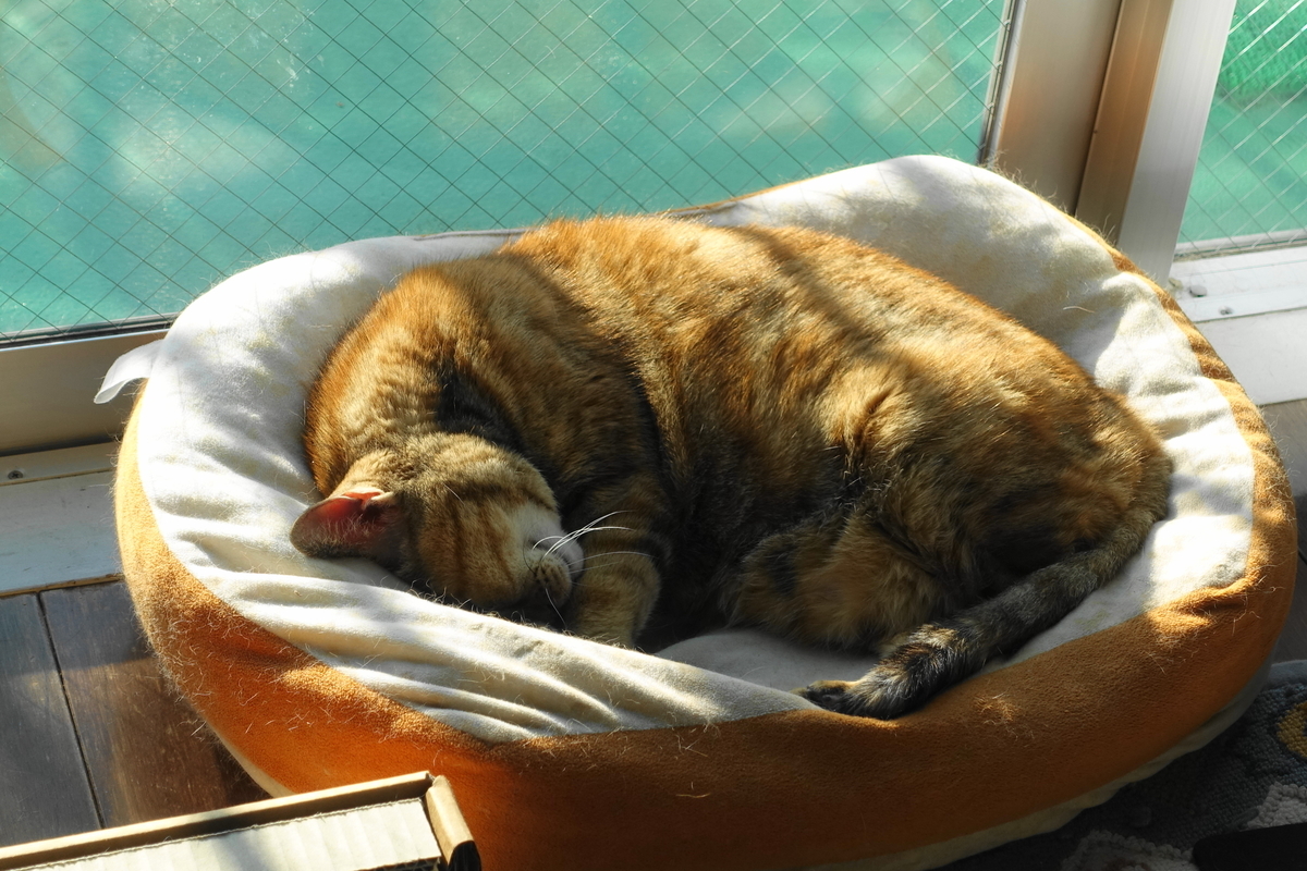 f:id:shigeo-t:20211223100343j:plain