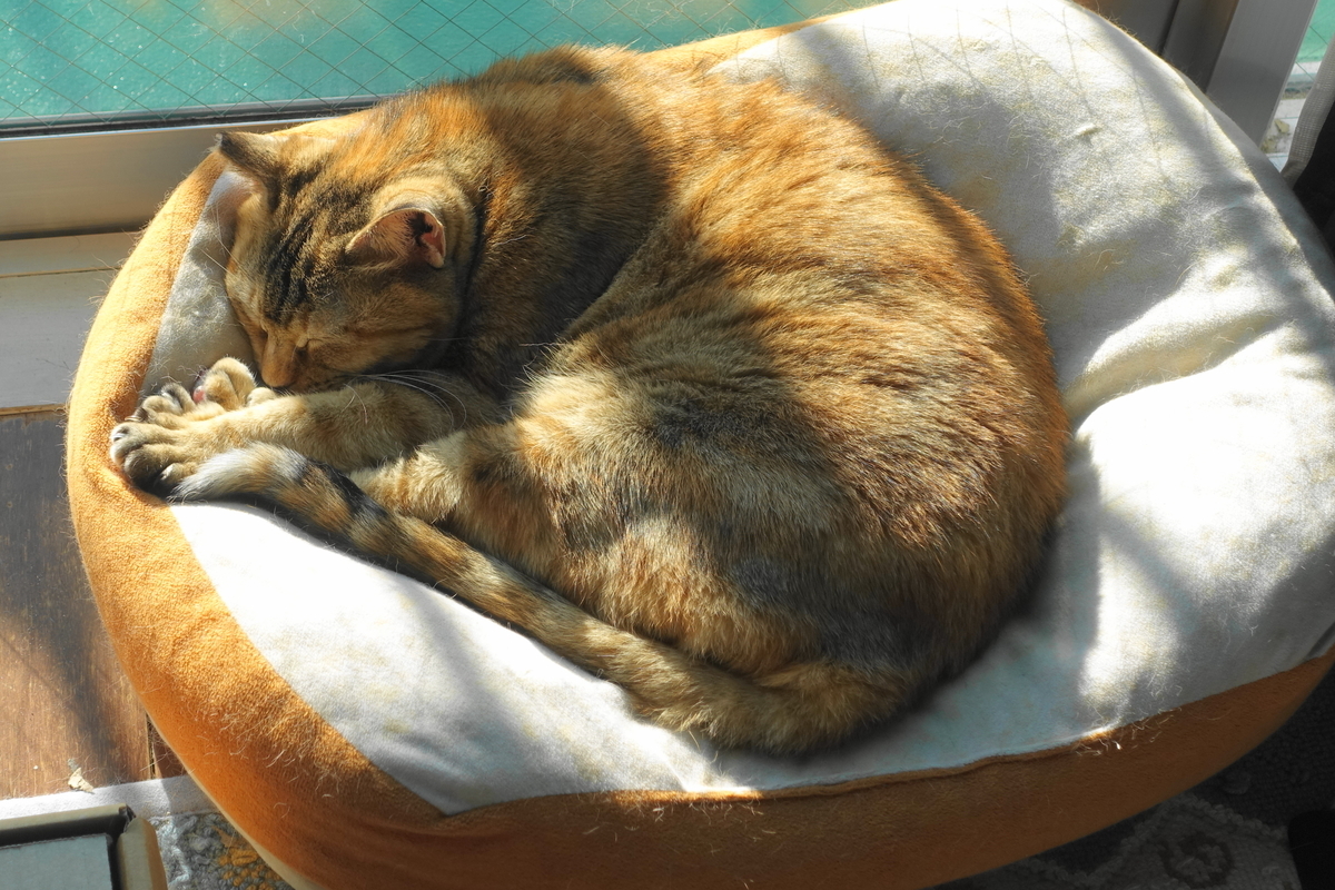 f:id:shigeo-t:20211223100627j:plain