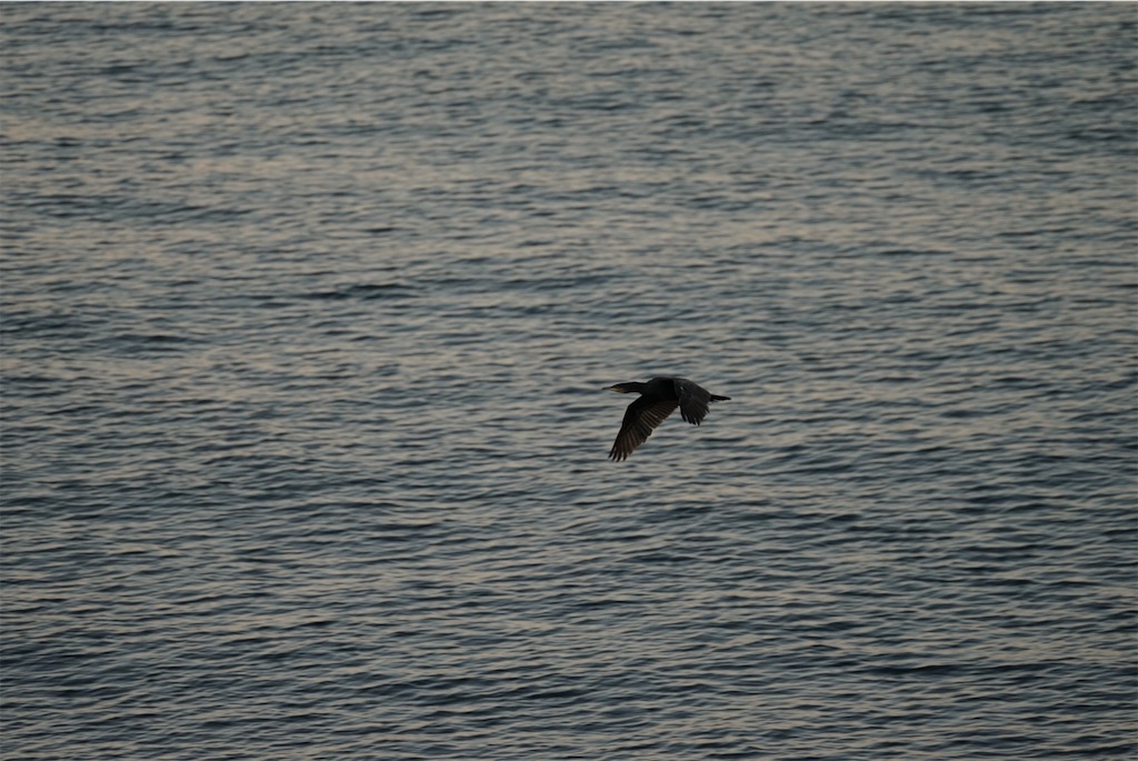 f:id:shigeo-t:20220101095802j:image