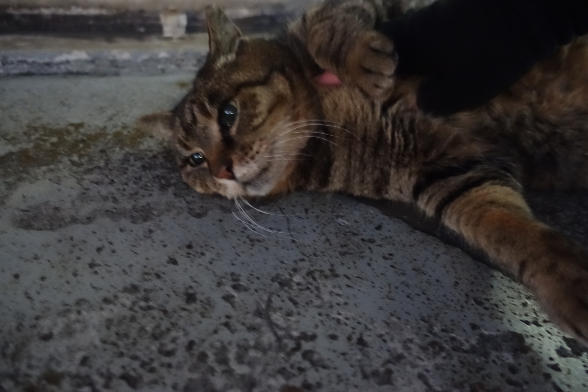 f:id:shigeo-t:20220102110024j:plain