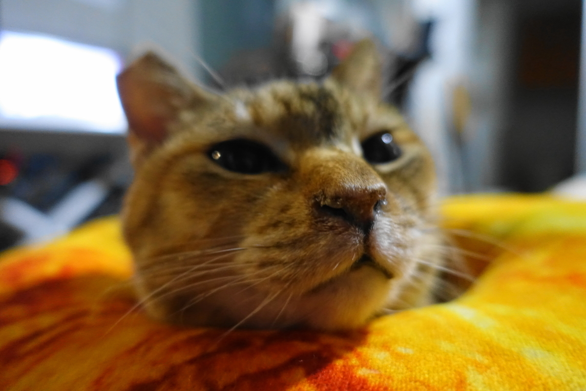 f:id:shigeo-t:20220108093307j:plain