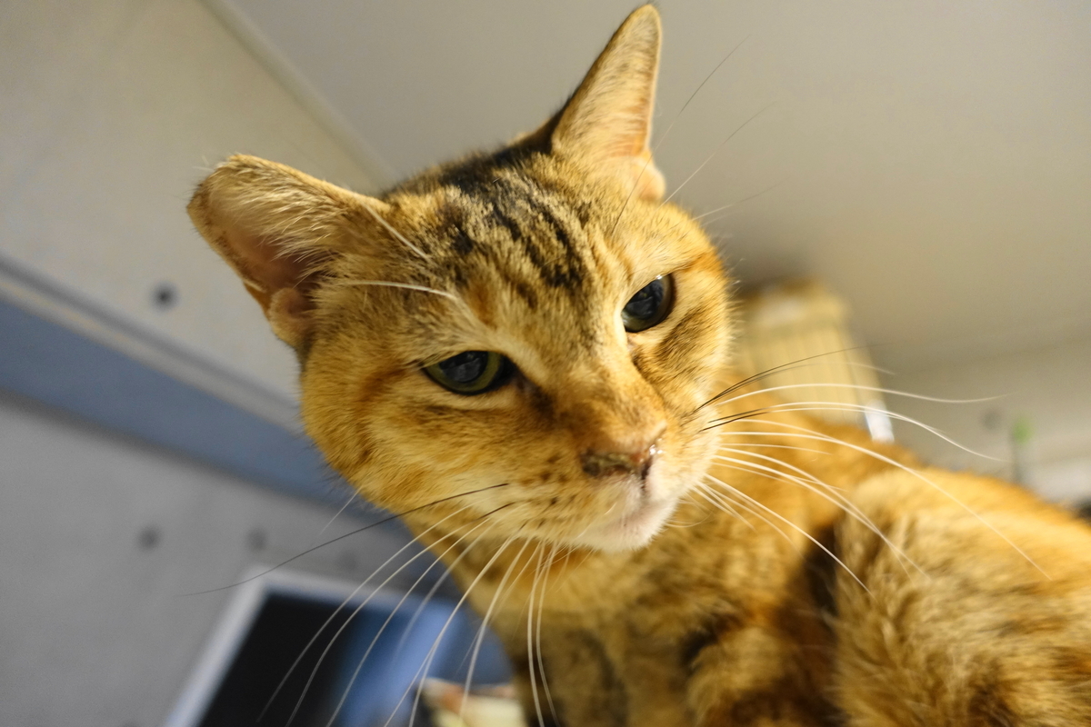 f:id:shigeo-t:20220110101854j:plain