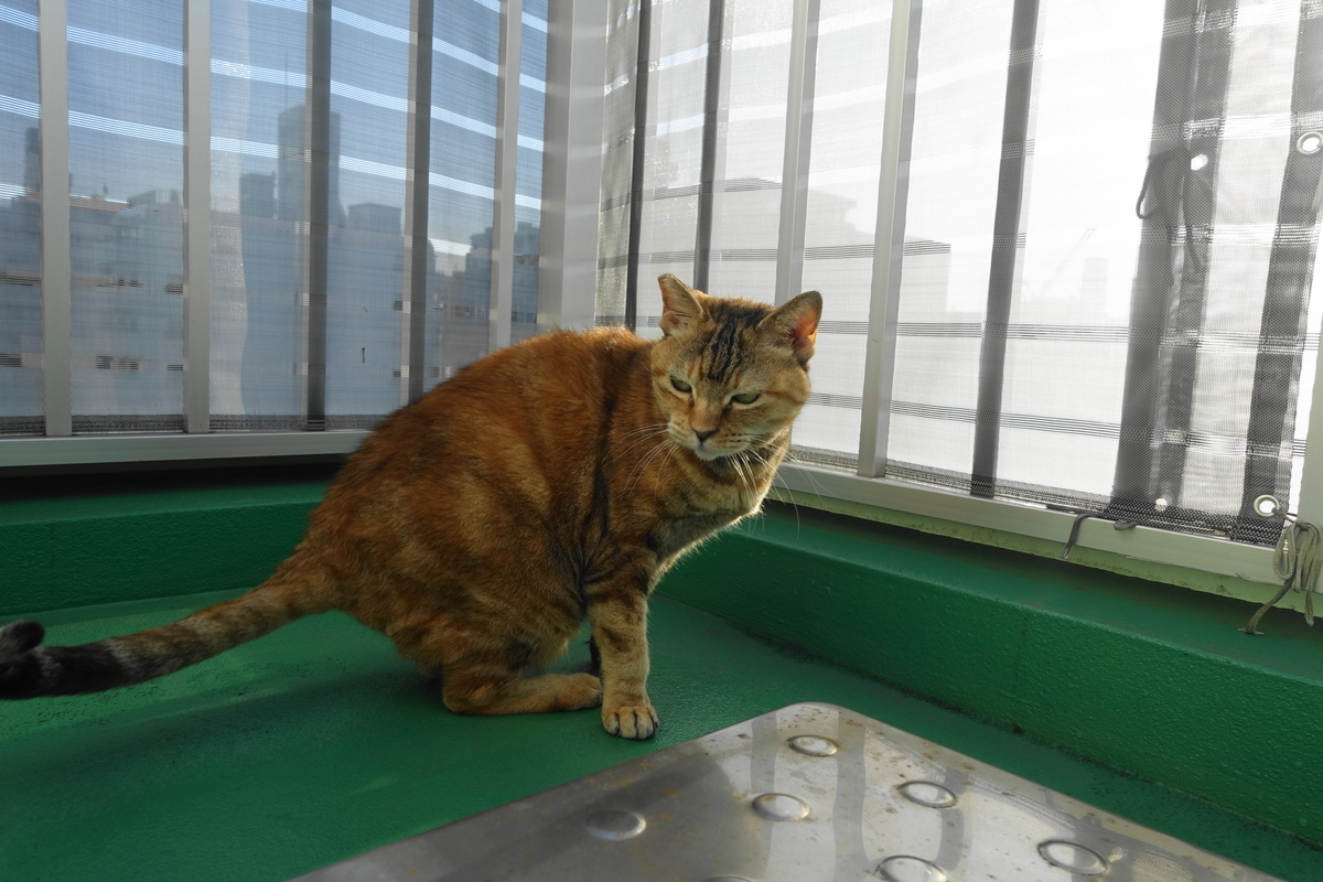 f:id:shigeo-t:20220110102102j:plain