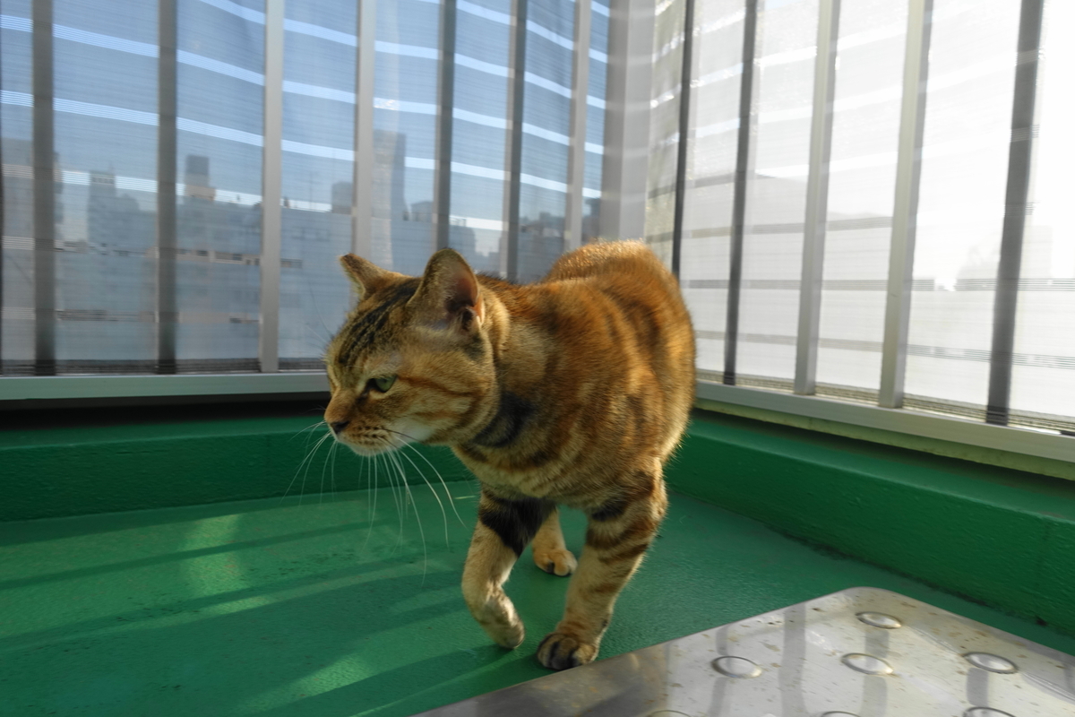 f:id:shigeo-t:20220110102105j:plain