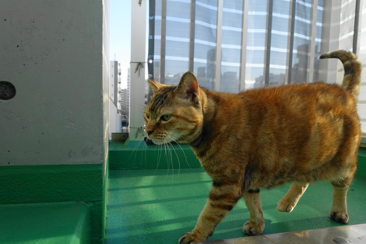 f:id:shigeo-t:20220110102116j:plain