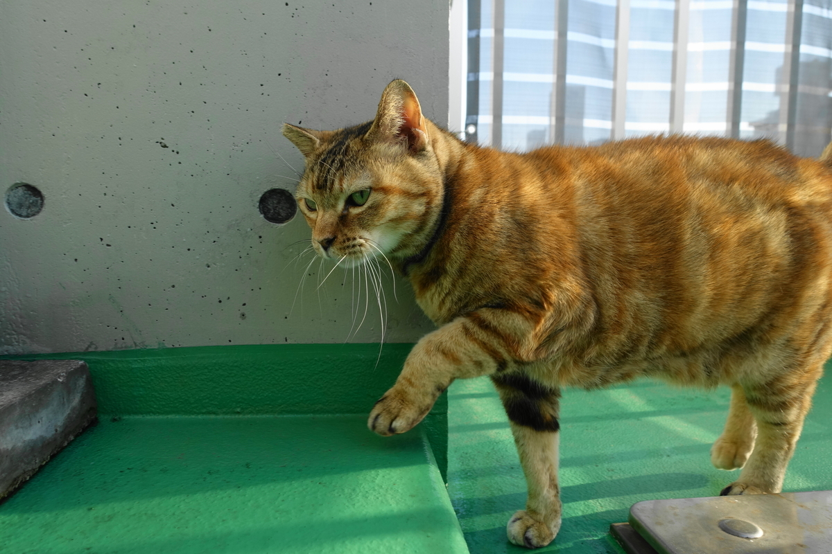 f:id:shigeo-t:20220110102120j:plain