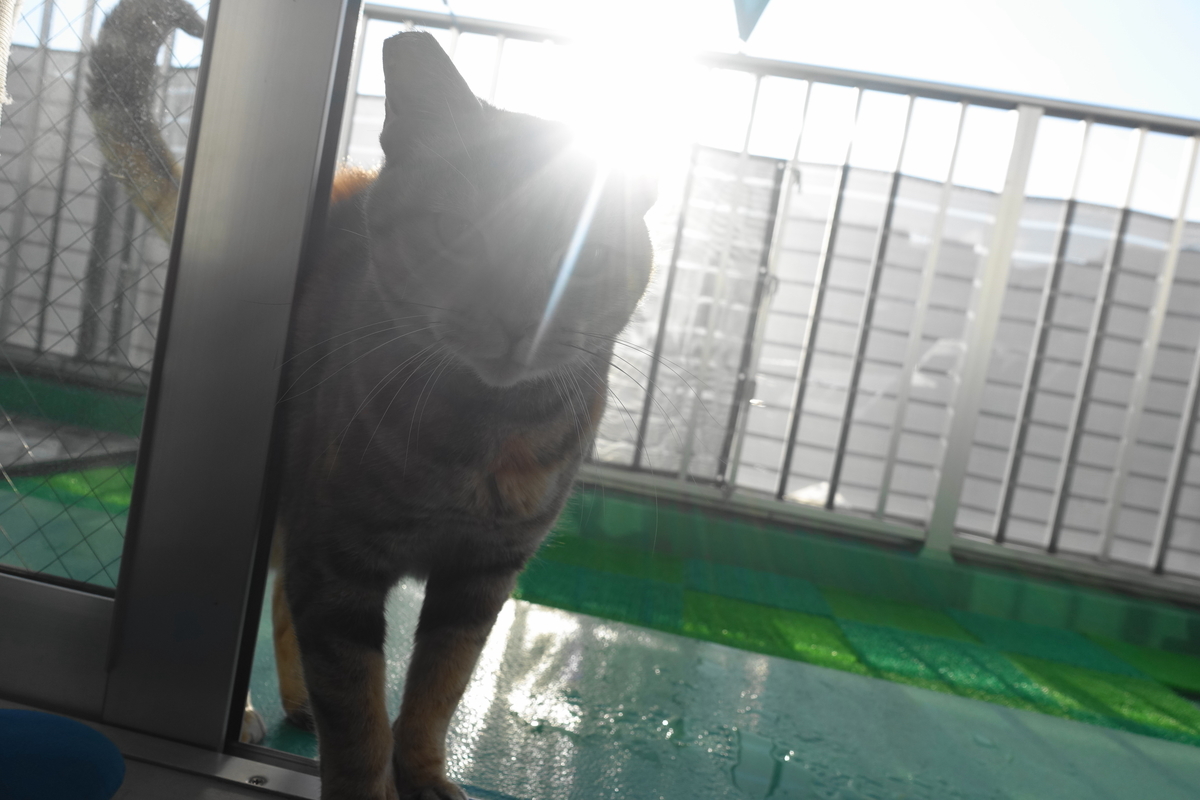 f:id:shigeo-t:20220110102142j:plain