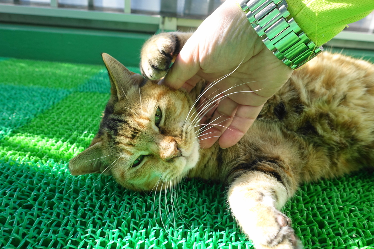 f:id:shigeo-t:20220110102521j:plain