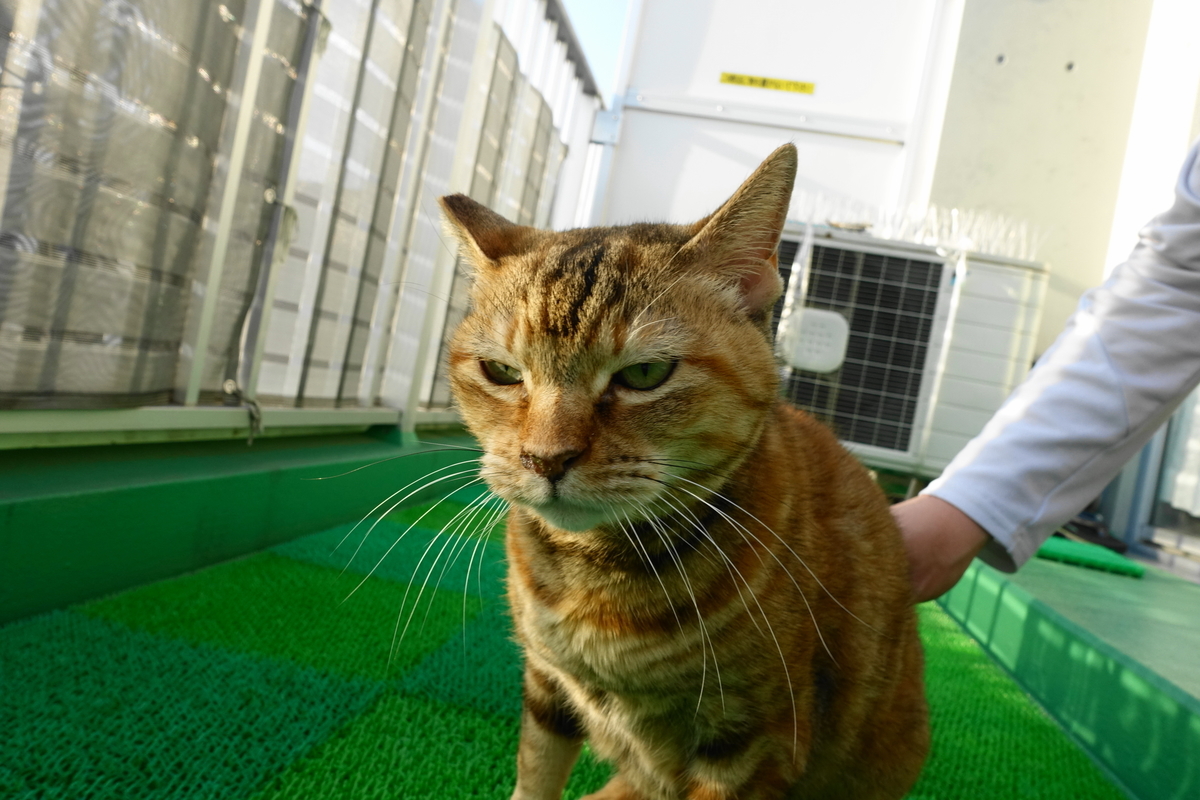 f:id:shigeo-t:20220110102638j:plain