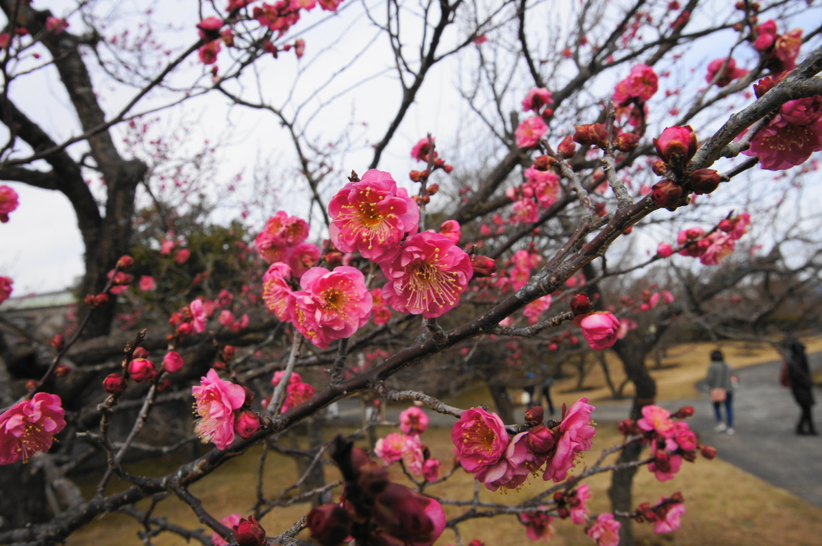 f:id:shigeo-t:20220115170411j:plain