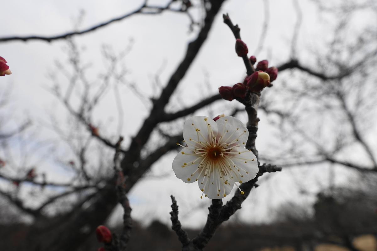 f:id:shigeo-t:20220115170428j:plain