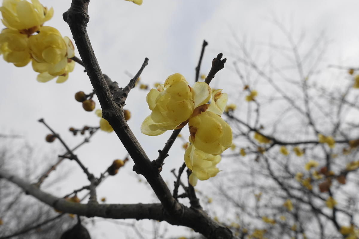 f:id:shigeo-t:20220115170506j:plain