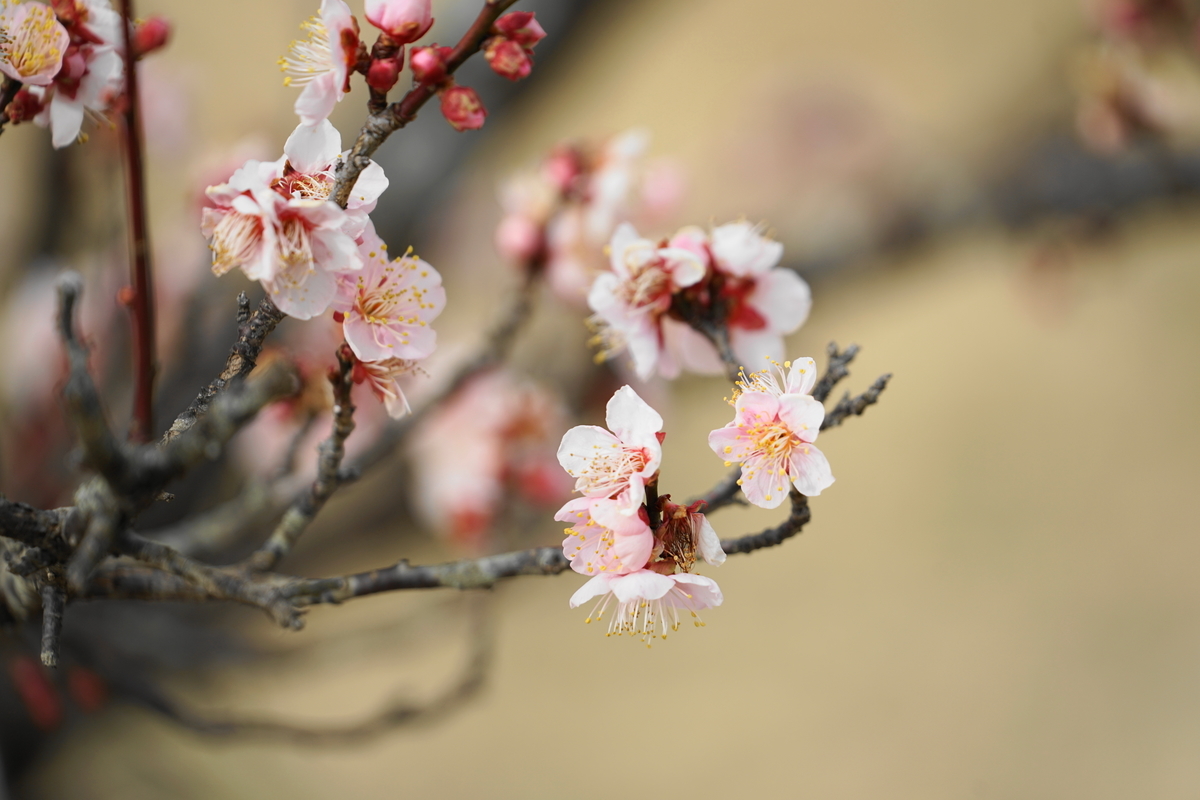 f:id:shigeo-t:20220115170640j:plain