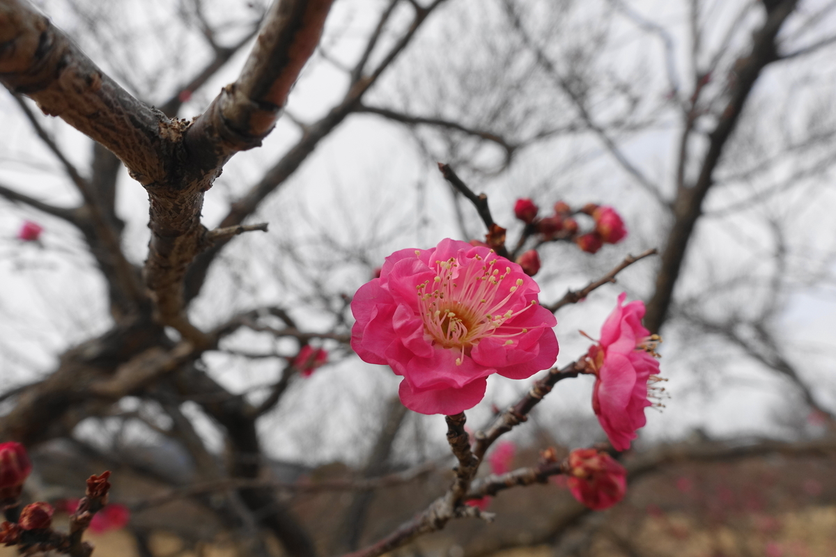 f:id:shigeo-t:20220115170652j:plain