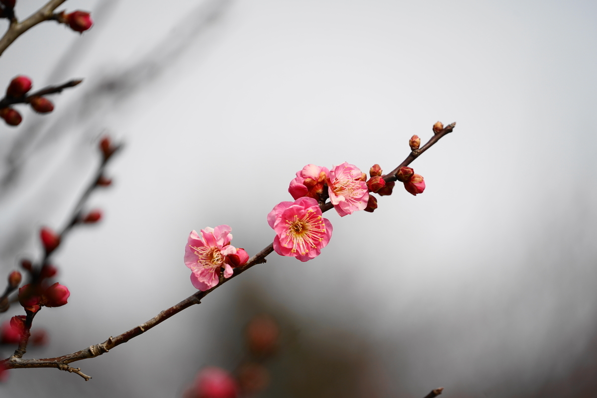 f:id:shigeo-t:20220115170709j:plain